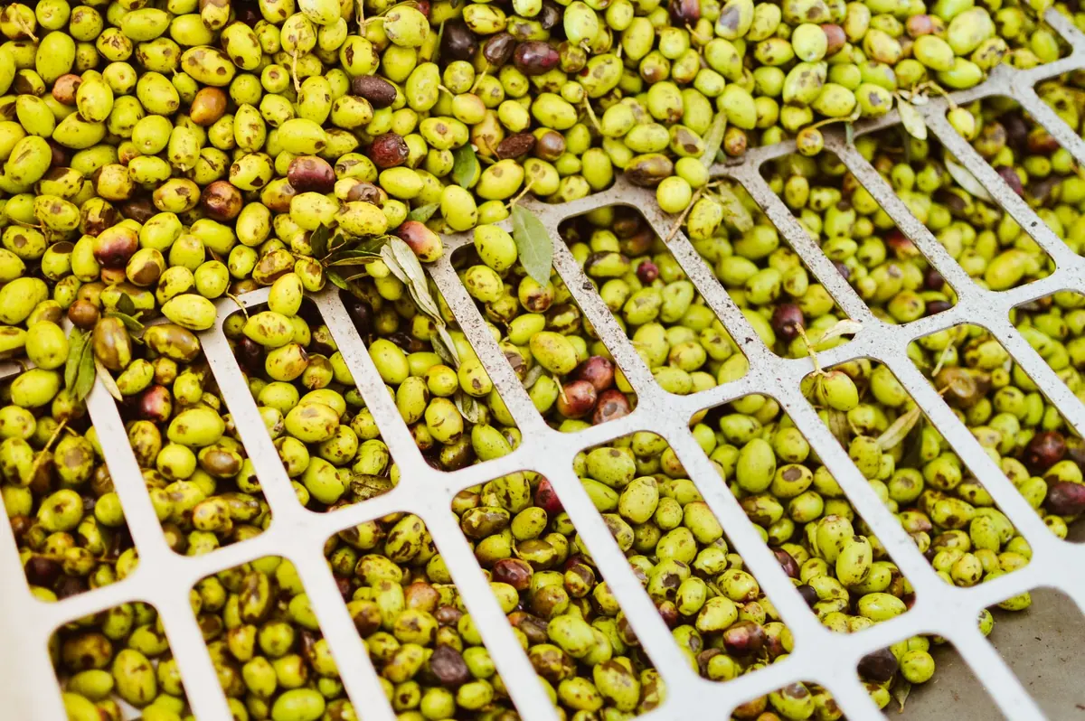 Extra Virgin vs Virgin vs Light Olive Oil: What UK Labels Really Mean