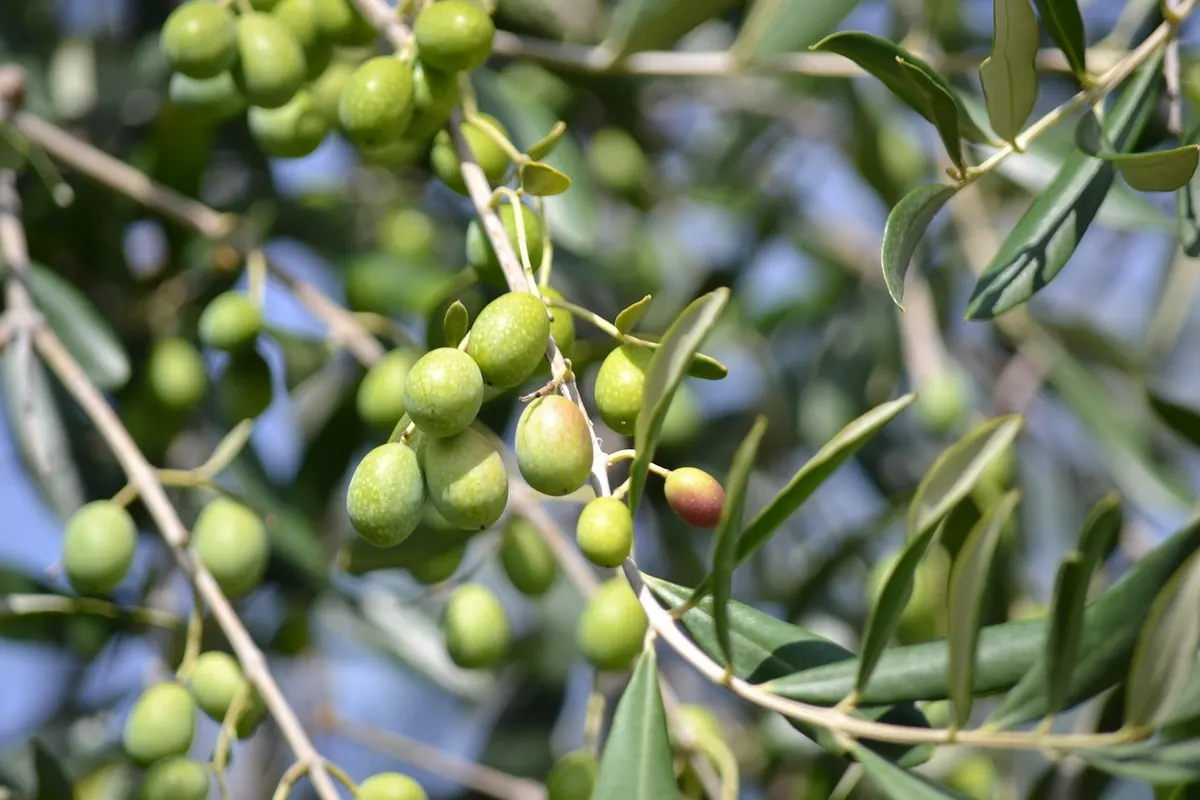 From Grove to Bottle: How Extra Virgin Olive Oil Is Harvested and Pressed