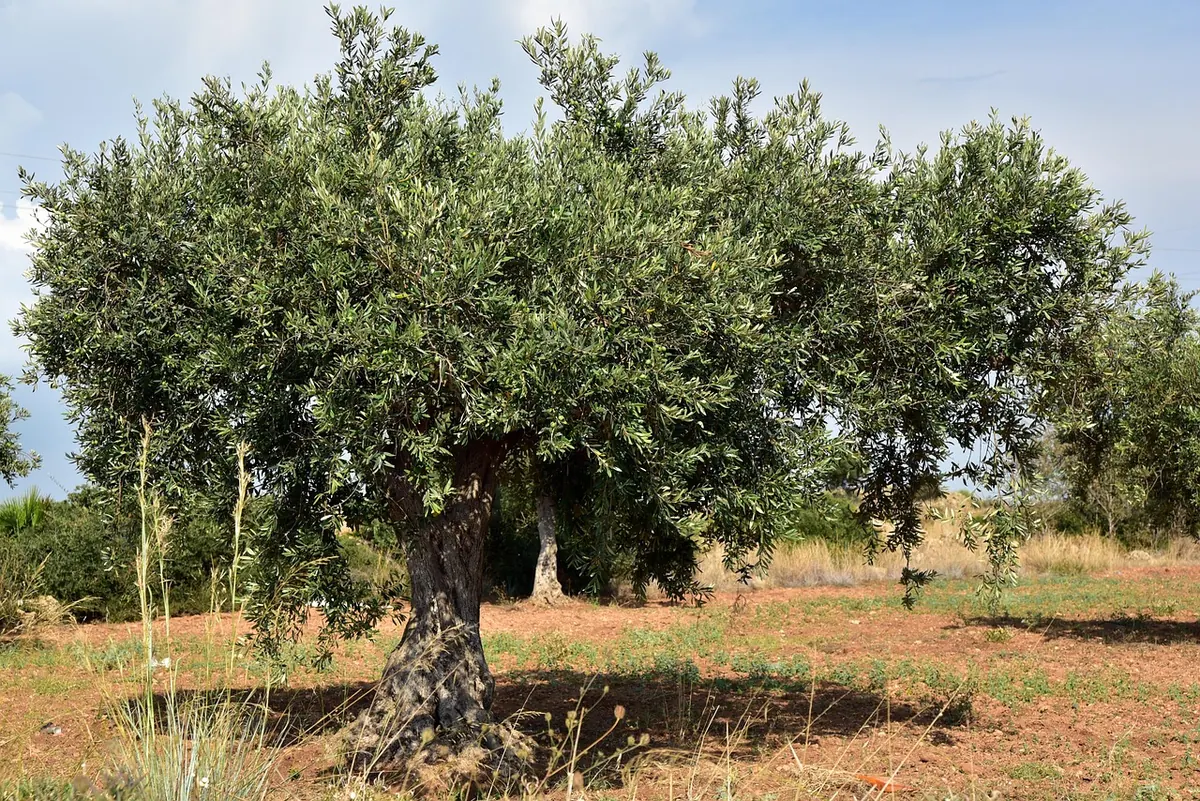 The UK Olive Oil Harvest: What It Takes to Grow Olives in a Changing Climate